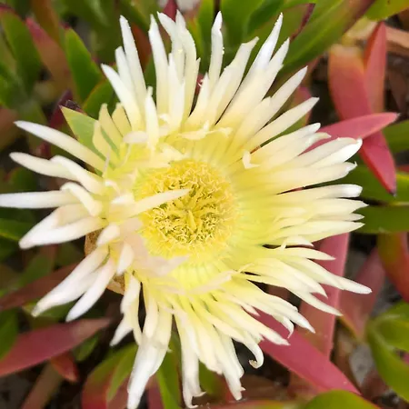 Beachfront Costa Nova Villa - 3 Bedroom Apartment